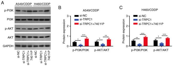 https://cdn.ncbi.nlm.nih.gov/pmc/blobs/1456/10157351/95816fa099f2/ol-25-06-13810-g05.jpg