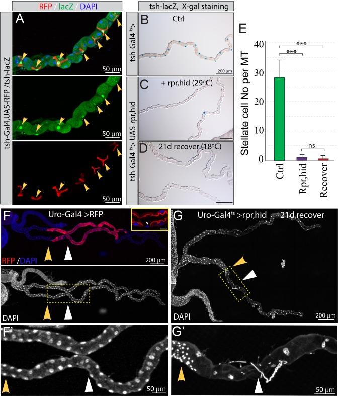 https://cdn.ncbi.nlm.nih.gov/pmc/blobs/145b/7093152/3cc27654c08b/elife-54096-fig3-figsupp2.jpg