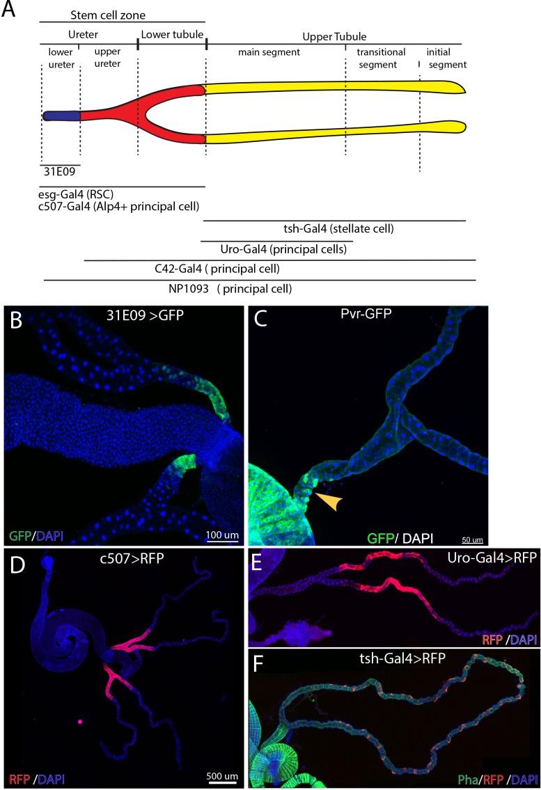 https://cdn.ncbi.nlm.nih.gov/pmc/blobs/145b/7093152/7c7ccb2e41c0/elife-54096-fig1-figsupp1.jpg