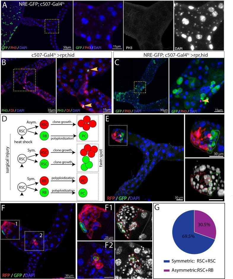 https://cdn.ncbi.nlm.nih.gov/pmc/blobs/145b/7093152/87b56f33ec34/elife-54096-fig5.jpg