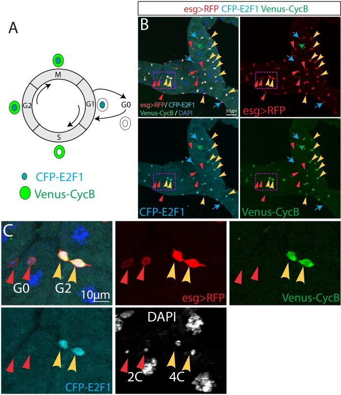 https://cdn.ncbi.nlm.nih.gov/pmc/blobs/145b/7093152/a8fdce6fa41e/elife-54096-fig6-figsupp1.jpg