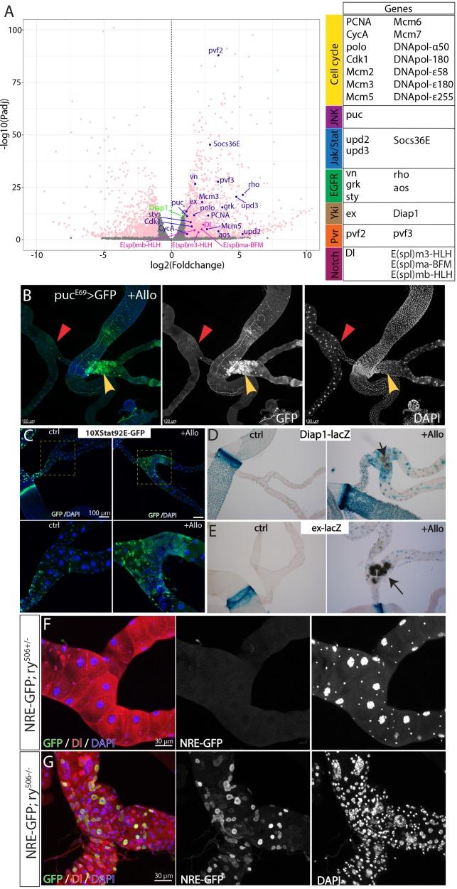 https://cdn.ncbi.nlm.nih.gov/pmc/blobs/145b/7093152/d18d9f5d6c15/elife-54096-fig7-figsupp2.jpg
