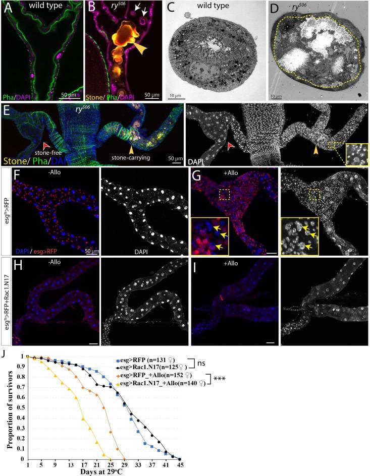 https://cdn.ncbi.nlm.nih.gov/pmc/blobs/145b/7093152/e543c2368339/elife-54096-fig7.jpg