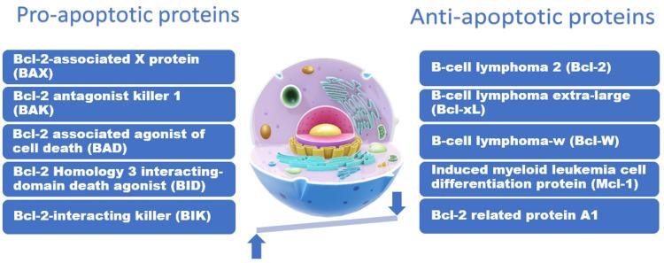 https://cdn.ncbi.nlm.nih.gov/pmc/blobs/145b/9514374/8a630f5288b2/cureus-0014-00000028496-i02.jpg