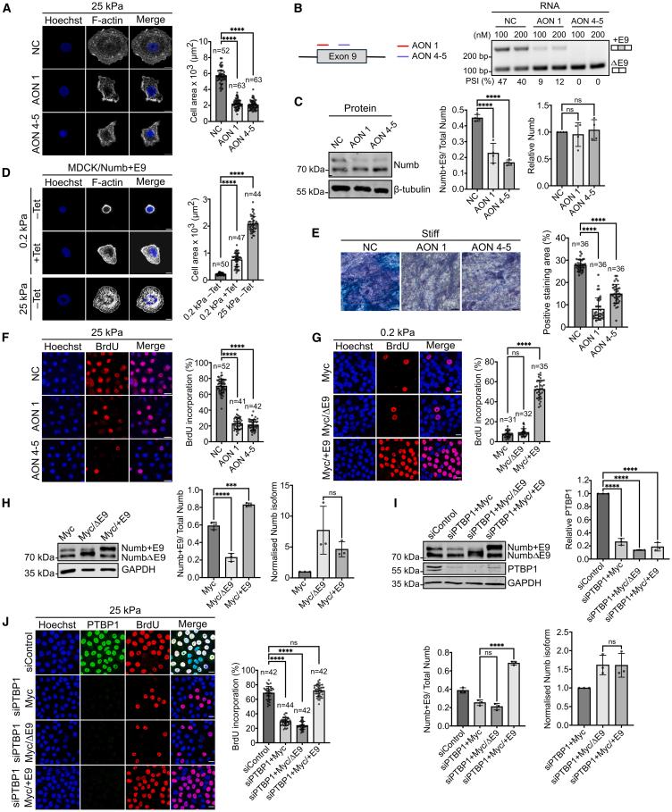 https://cdn.ncbi.nlm.nih.gov/pmc/blobs/145c/12002664/505739faa021/gr6.jpg
