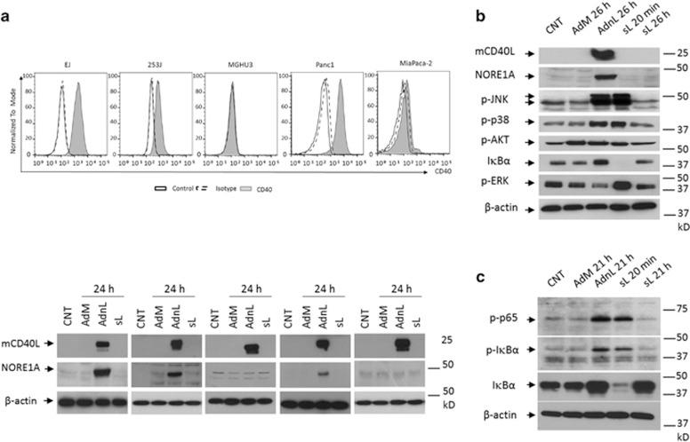 https://cdn.ncbi.nlm.nih.gov/pmc/blobs/1468/4823953/3b39ca3d576f/cddis201652f1.jpg