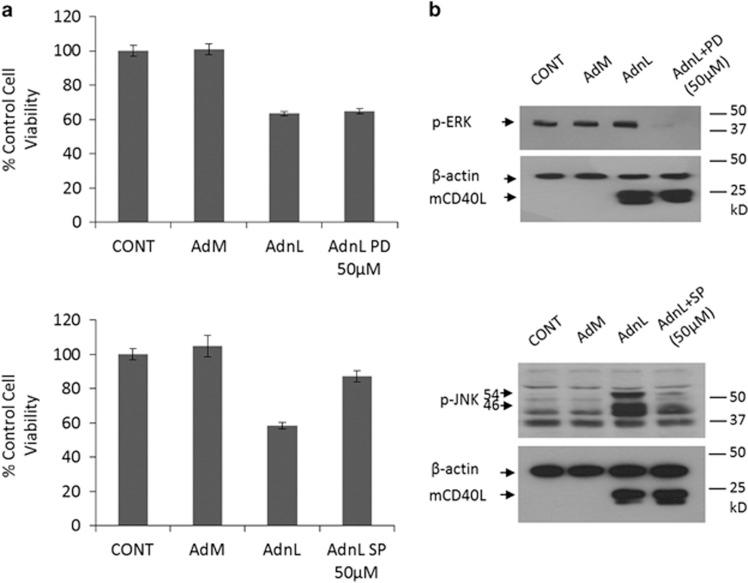 https://cdn.ncbi.nlm.nih.gov/pmc/blobs/1468/4823953/776b9df74594/cddis201652f7.jpg