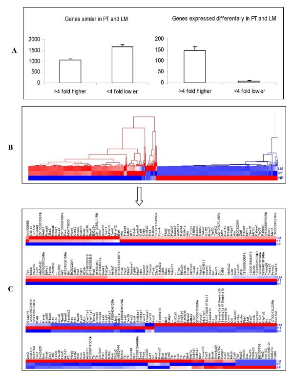 https://cdn.ncbi.nlm.nih.gov/pmc/blobs/146d/2259361/4da758770962/1476-4598-7-11-1.jpg
