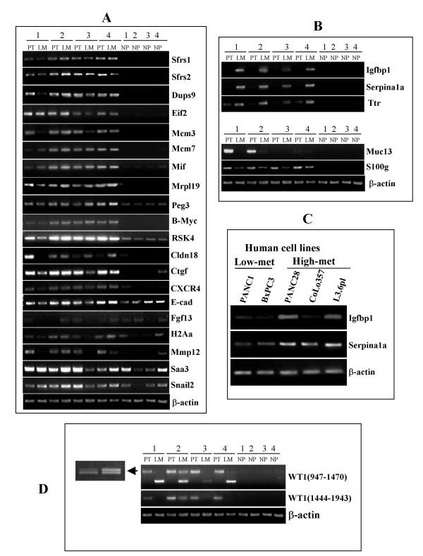 https://cdn.ncbi.nlm.nih.gov/pmc/blobs/146d/2259361/e071af6e6c83/1476-4598-7-11-2.jpg