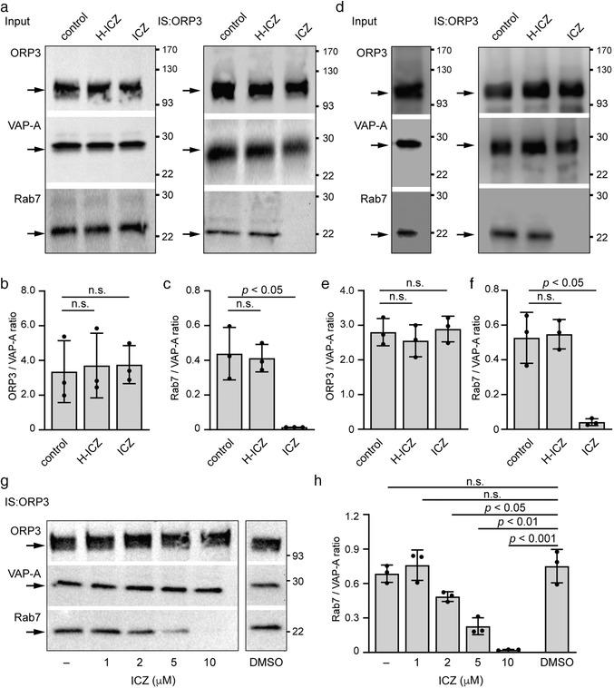 https://cdn.ncbi.nlm.nih.gov/pmc/blobs/1472/8363911/7dffbd7ad917/JEV2-10-e12132-g007.jpg