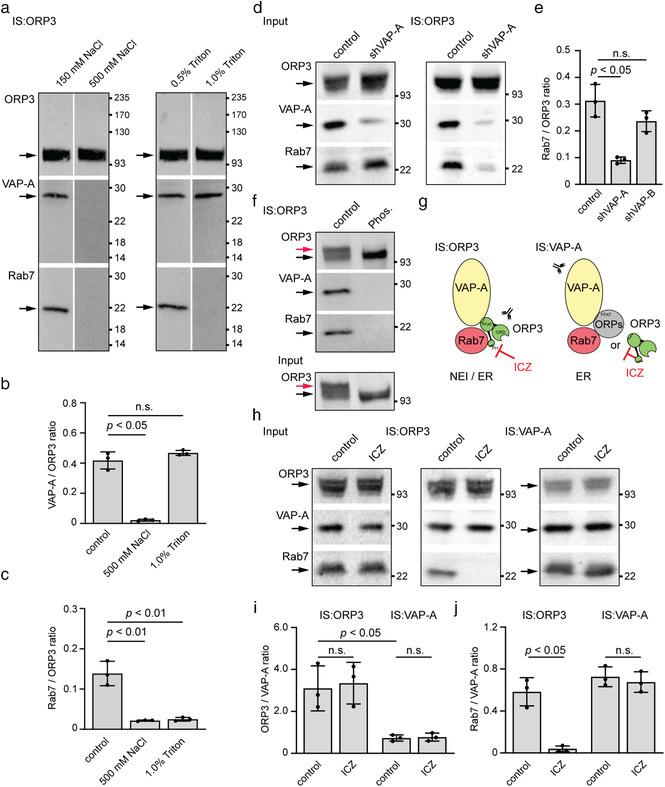 https://cdn.ncbi.nlm.nih.gov/pmc/blobs/1472/8363911/a94631136c04/JEV2-10-e12132-g002.jpg