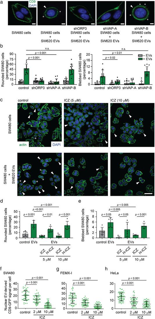 https://cdn.ncbi.nlm.nih.gov/pmc/blobs/1472/8363911/e7aa641c3756/JEV2-10-e12132-g004.jpg