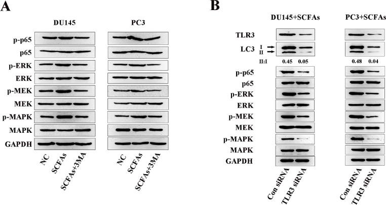 https://cdn.ncbi.nlm.nih.gov/pmc/blobs/1474/10429288/7637a206d1b2/gr4.jpg