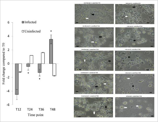 https://cdn.ncbi.nlm.nih.gov/pmc/blobs/1475/5955191/655a8b6eb244/kvir-09-01-1373925-g005.jpg