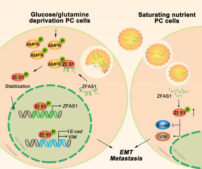 https://cdn.ncbi.nlm.nih.gov/pmc/blobs/1478/10475775/ab3fe44828a2/CAS-114-3623-g008.jpg