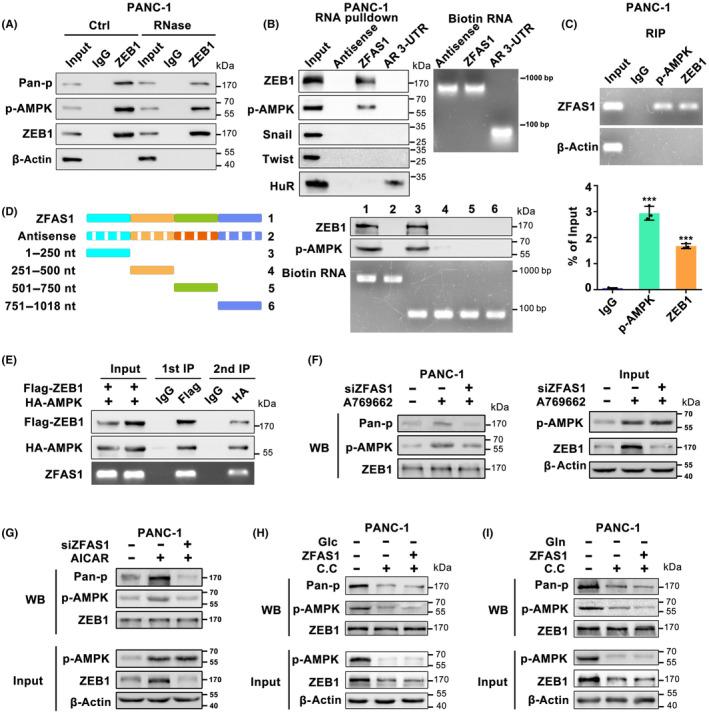 https://cdn.ncbi.nlm.nih.gov/pmc/blobs/1478/10475775/d1ddbcf4cfbe/CAS-114-3623-g006.jpg