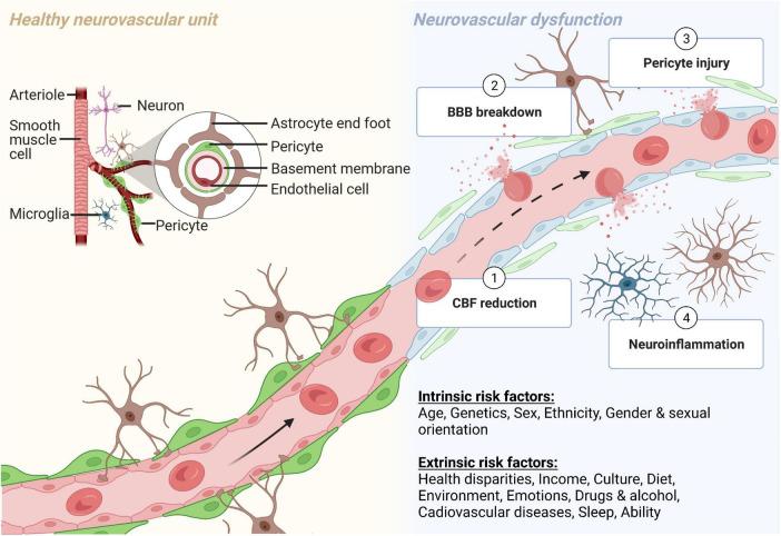 https://cdn.ncbi.nlm.nih.gov/pmc/blobs/1478/9279126/f38f6b6600c8/fnins-16-915405-g001.jpg