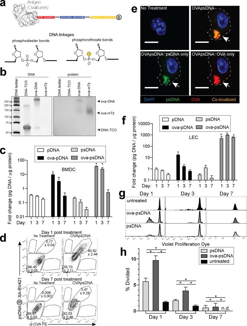 https://cdn.ncbi.nlm.nih.gov/pmc/blobs/1479/8116055/4eb92130ffd7/elife-62781-fig1.jpg
