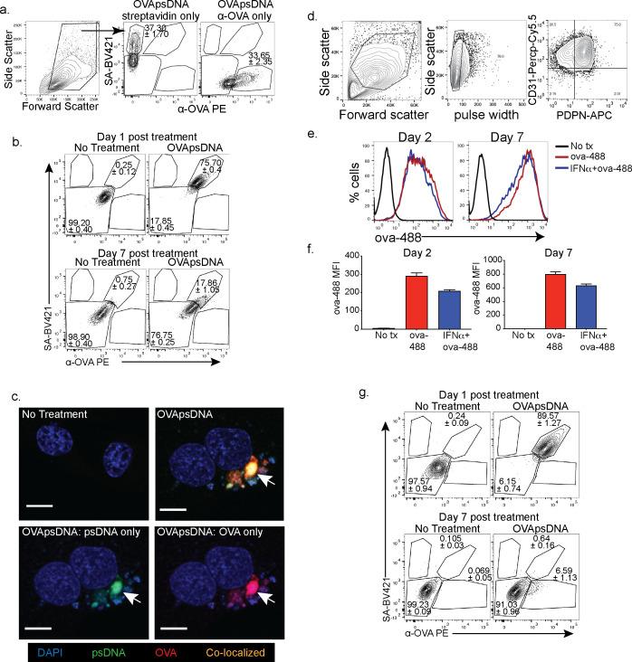 https://cdn.ncbi.nlm.nih.gov/pmc/blobs/1479/8116055/7c4cd3d1554b/elife-62781-fig1-figsupp1.jpg