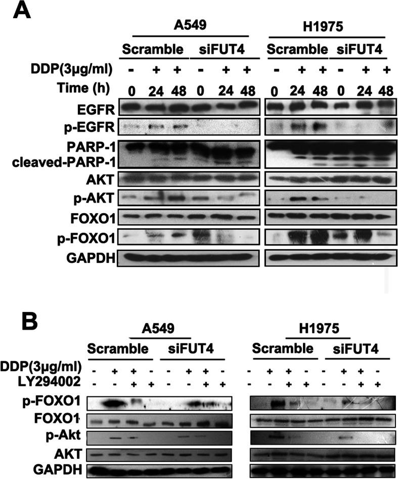 https://cdn.ncbi.nlm.nih.gov/pmc/blobs/147a/7501616/963c30124d34/12885_2020_7324_Fig5_HTML.jpg