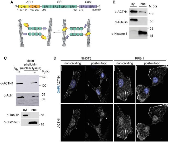https://cdn.ncbi.nlm.nih.gov/pmc/blobs/147c/7645226/e9231cff686e/EMBR-21-e50758-g002.jpg