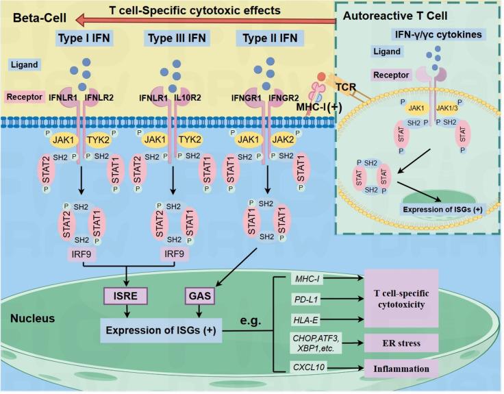 https://cdn.ncbi.nlm.nih.gov/pmc/blobs/1480/12174428/5b2c25ba54ac/fimmu-16-1571247-g001.jpg