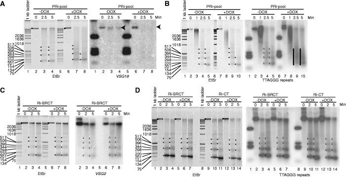 https://cdn.ncbi.nlm.nih.gov/pmc/blobs/1484/3763547/5c57e29eaf02/gkt562f5p.jpg