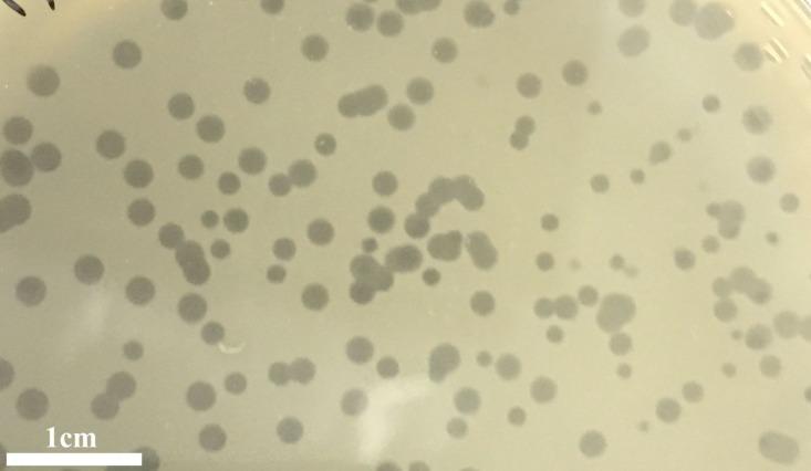 https://cdn.ncbi.nlm.nih.gov/pmc/blobs/1484/7246028/61c14d916541/peerj-08-9171-g001.jpg