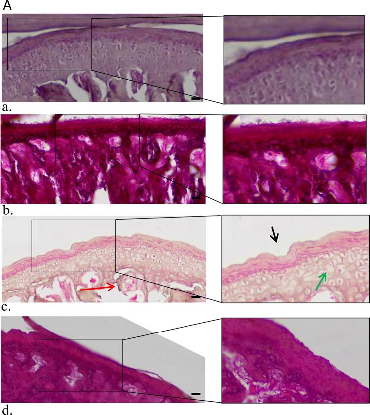https://cdn.ncbi.nlm.nih.gov/pmc/blobs/1486/10661765/a8e2075fb715/12015_2023_10628_Fig6a_HTML.jpg