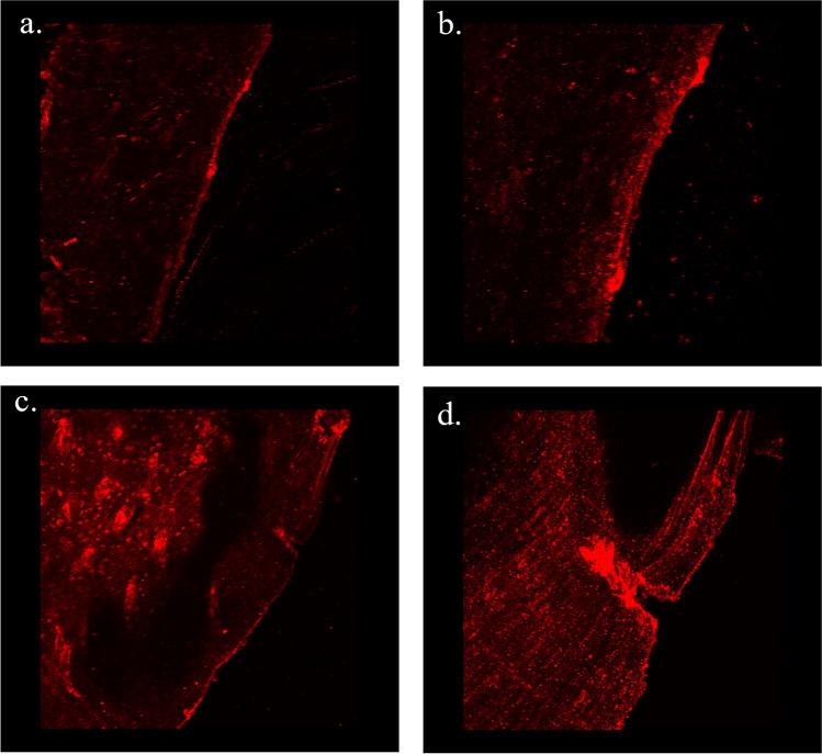 https://cdn.ncbi.nlm.nih.gov/pmc/blobs/1486/10661765/dc1521261ac1/12015_2023_10628_Fig7_HTML.jpg
