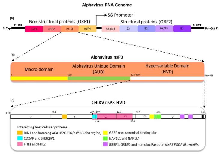 https://cdn.ncbi.nlm.nih.gov/pmc/blobs/1495/8228767/0dc384c9bfe0/viruses-13-01021-g001.jpg