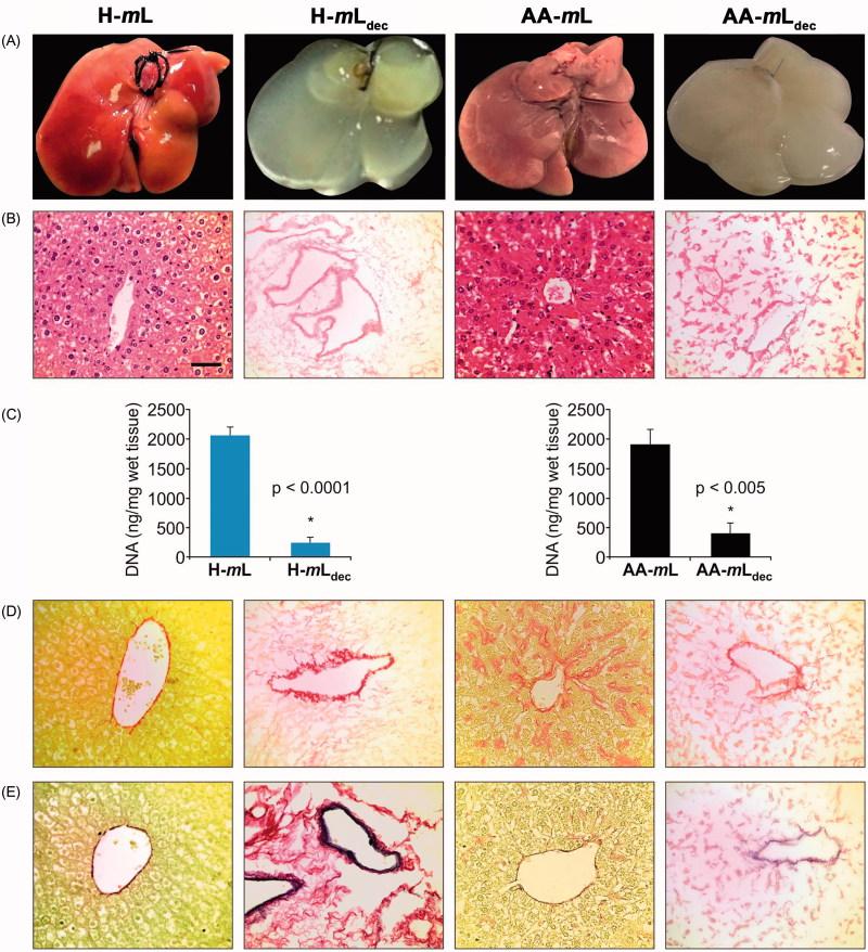 https://cdn.ncbi.nlm.nih.gov/pmc/blobs/1499/4819572/d410b1a213a4/iamy_a_1110518_f0001_c.jpg