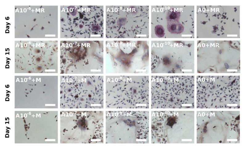 https://cdn.ncbi.nlm.nih.gov/pmc/blobs/149b/8035832/2444bee53e28/biomolecules-11-00438-g004.jpg