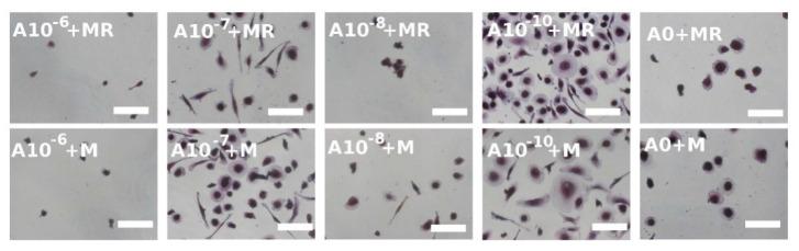 https://cdn.ncbi.nlm.nih.gov/pmc/blobs/149b/8035832/c0ecda0c83e1/biomolecules-11-00438-g005.jpg