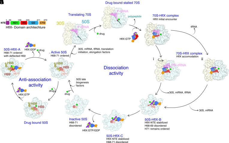 https://cdn.ncbi.nlm.nih.gov/pmc/blobs/149e/11831132/6614176f711f/pnas.2419826122fig06.jpg