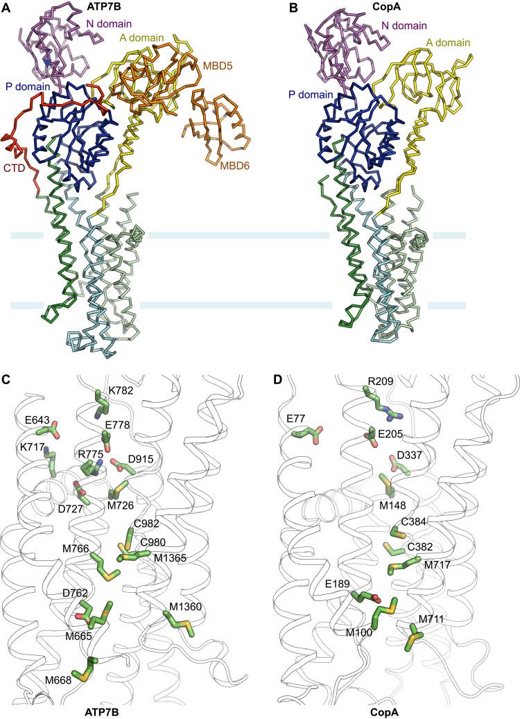 https://cdn.ncbi.nlm.nih.gov/pmc/blobs/14a1/8896786/d3cc2e0b375a/sciadv.abl5508-f5.jpg