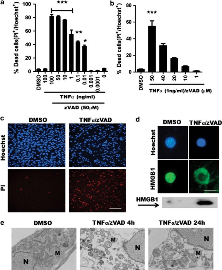https://cdn.ncbi.nlm.nih.gov/pmc/blobs/14a2/3944276/7e1ded4d2234/cddis201469f1.jpg