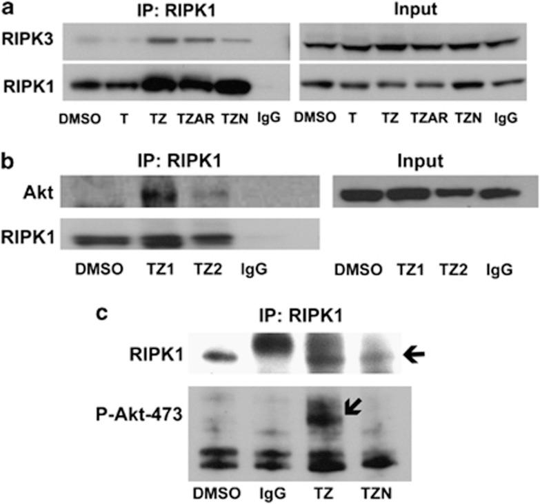 https://cdn.ncbi.nlm.nih.gov/pmc/blobs/14a2/3944276/950bc25d18b7/cddis201469f7.jpg