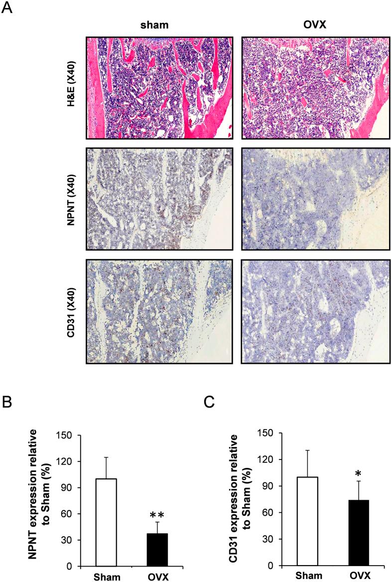 https://cdn.ncbi.nlm.nih.gov/pmc/blobs/14a5/5080588/761d2a8a2dd5/srep36210-f3.jpg