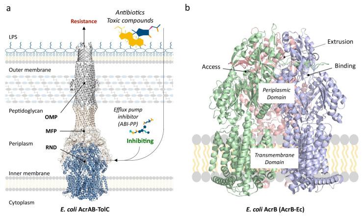 https://cdn.ncbi.nlm.nih.gov/pmc/blobs/14a6/8300642/3c3ae4a7762d/antibiotics-10-00774-g001.jpg