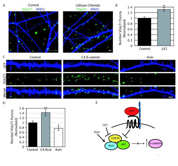 https://cdn.ncbi.nlm.nih.gov/pmc/blobs/14aa/2596118/6b5a7213c6e0/1749-8104-3-32-7.jpg
