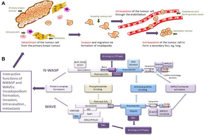 https://cdn.ncbi.nlm.nih.gov/pmc/blobs/14aa/4416637/3a3d325868bb/bctt-7-099Fig1.jpg