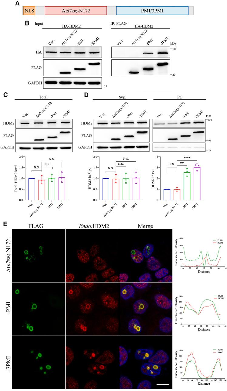 https://cdn.ncbi.nlm.nih.gov/pmc/blobs/14ac/11914518/326faa7d2709/gr6.jpg