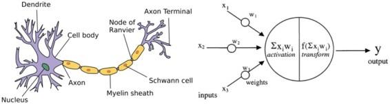 https://cdn.ncbi.nlm.nih.gov/pmc/blobs/14ac/7585692/e31d0f211a74/fcaa096f2.jpg