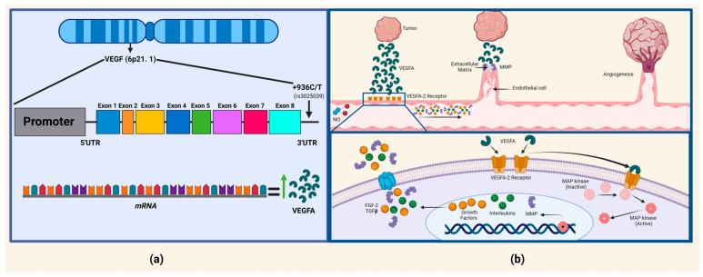https://cdn.ncbi.nlm.nih.gov/pmc/blobs/14ad/11432390/58864e8563c1/ijms-25-10172-g001.jpg