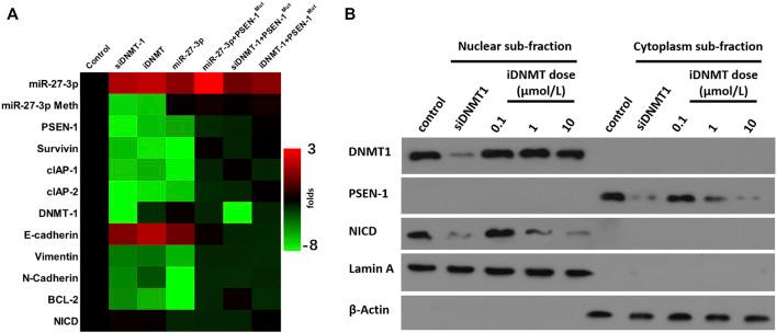 https://cdn.ncbi.nlm.nih.gov/pmc/blobs/14af/8983860/8562954e65cc/fphar-13-863339-g005.jpg