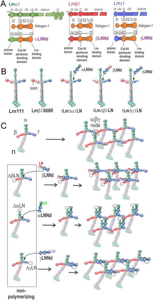 https://cdn.ncbi.nlm.nih.gov/pmc/blobs/14b5/5910262/1ffcdccaef84/nihms949592f1.jpg