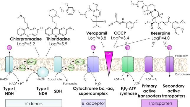 https://cdn.ncbi.nlm.nih.gov/pmc/blobs/14b6/8829022/38532faf8eea/fuab050fig2.jpg