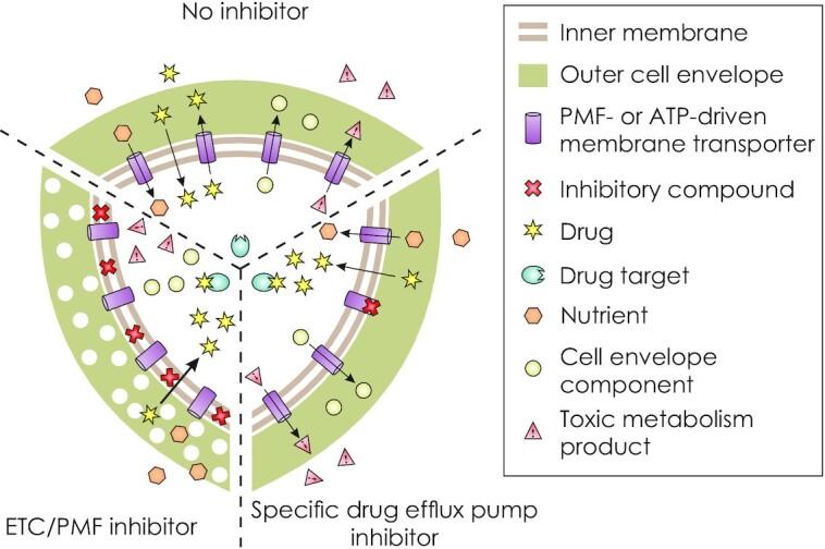 https://cdn.ncbi.nlm.nih.gov/pmc/blobs/14b6/8829022/b2bb5815af8d/fuab050fig1.jpg