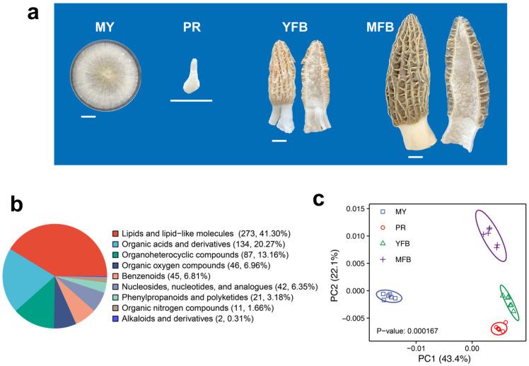 https://cdn.ncbi.nlm.nih.gov/pmc/blobs/14b9/10744280/3c50f58e347f/jof-09-01143-g001.jpg
